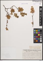 Foto von Salix caesia Vill.